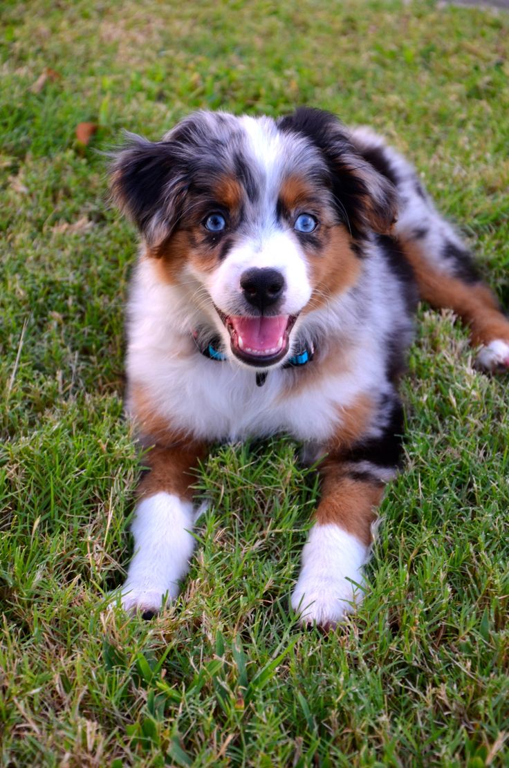 a small brown and white dog laying in the grass