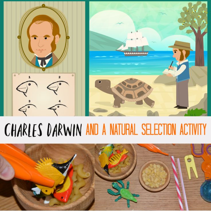 the children's drawing and natural selection activity includes pictures of animals, birds, fish, and sea creatures