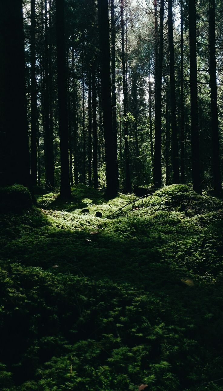 the sun shines through the trees and grass in this forest area with green moss growing on the ground