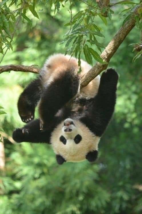 a panda bear hanging upside down in a tree