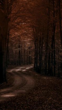 a dirt road surrounded by trees and leaves