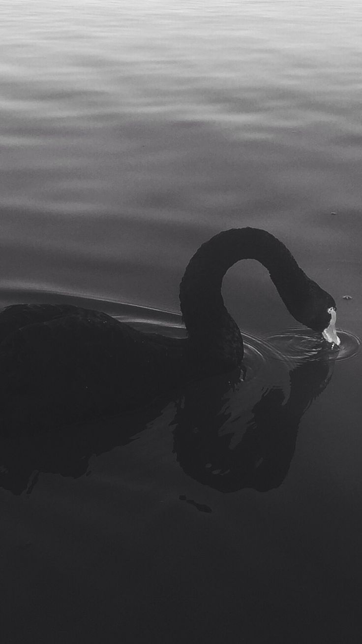 a black swan is swimming in the water