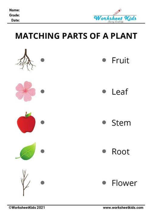 matching parts of a plant worksheet