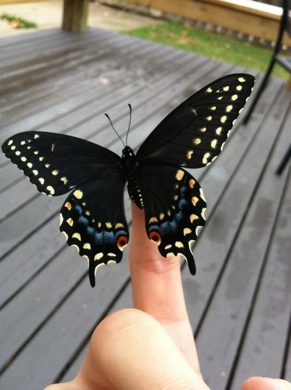 a butterfly that is sitting on someone's finger