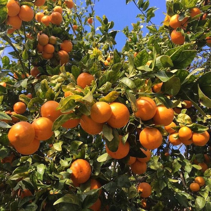 an orange tree with lots of ripe oranges growing on it's branches and leaves