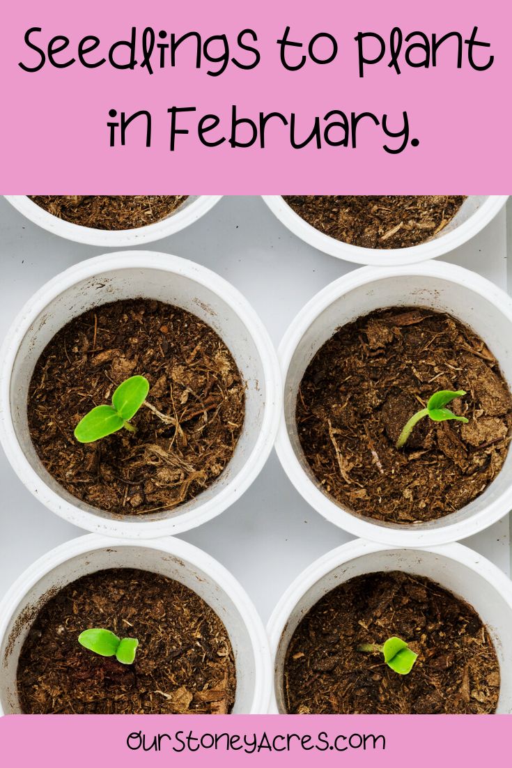 seedlings are growing in white cups with the words, seeds to plant in february