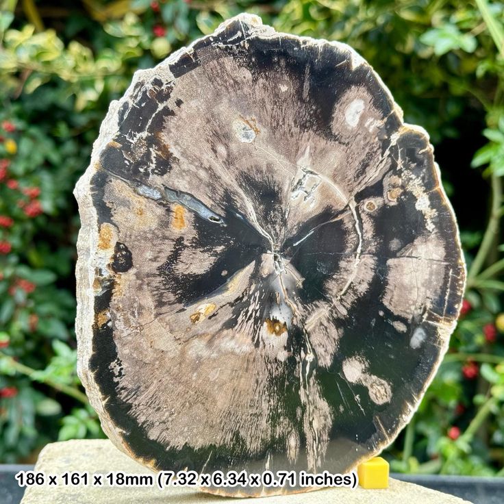 a piece of wood that has been cut in half and is sitting on top of a rock