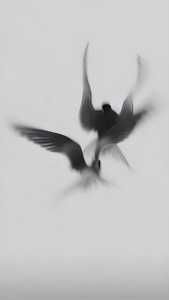 two black and white birds flying in the sky