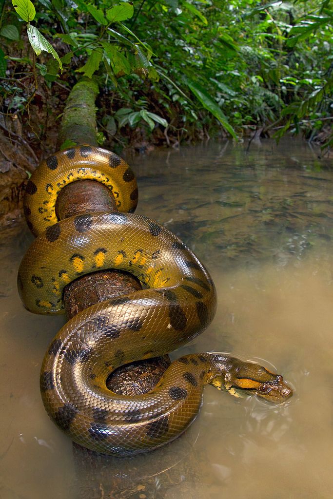 a snake that is laying down in the water