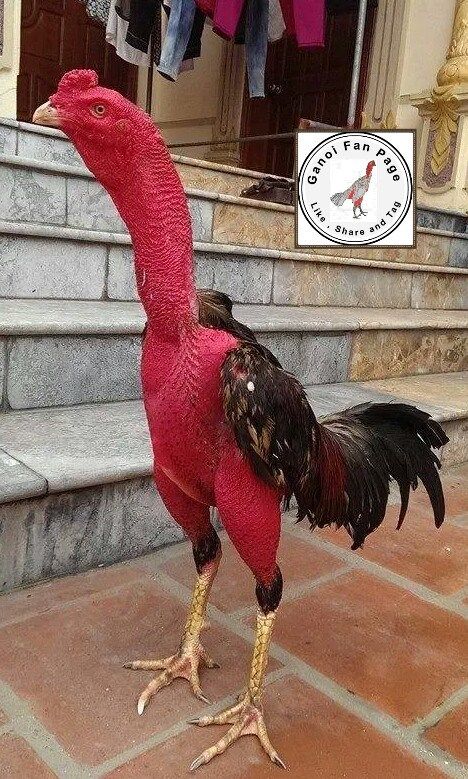 a stuffed bird is standing on its hind legs in front of some steps and clothes