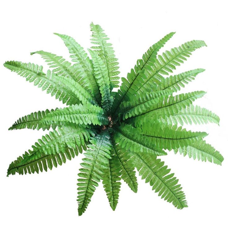 an overhead view of a green plant on a white background