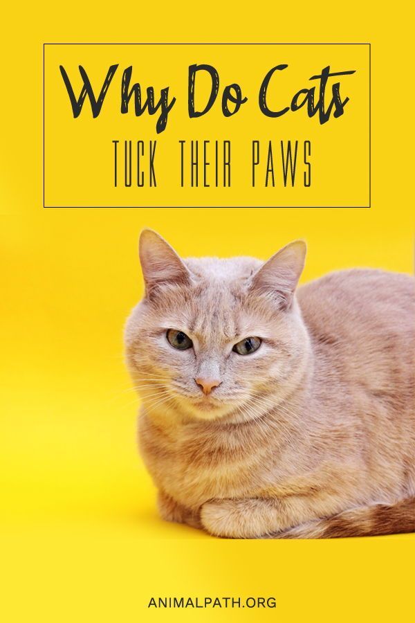 an orange and white cat laying on top of a yellow background with the words why do cats tuck their paws?