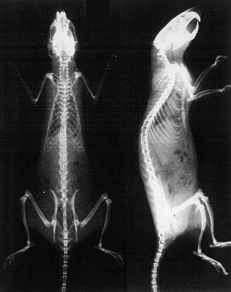 an x - ray image of two bugs, one with its back turned to the camera