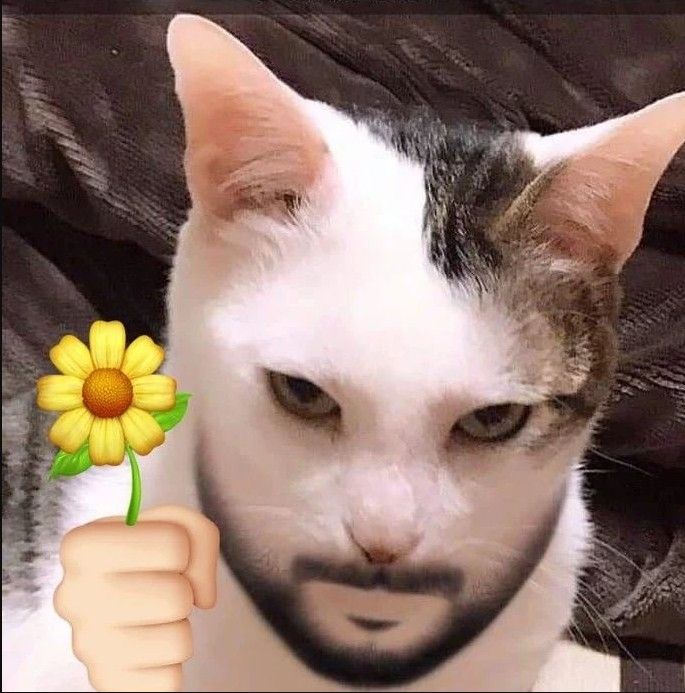 a white and gray cat with a flower in its mouth is looking at the camera