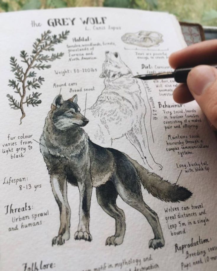 a person is holding a pencil and drawing a wolf's body with other animals