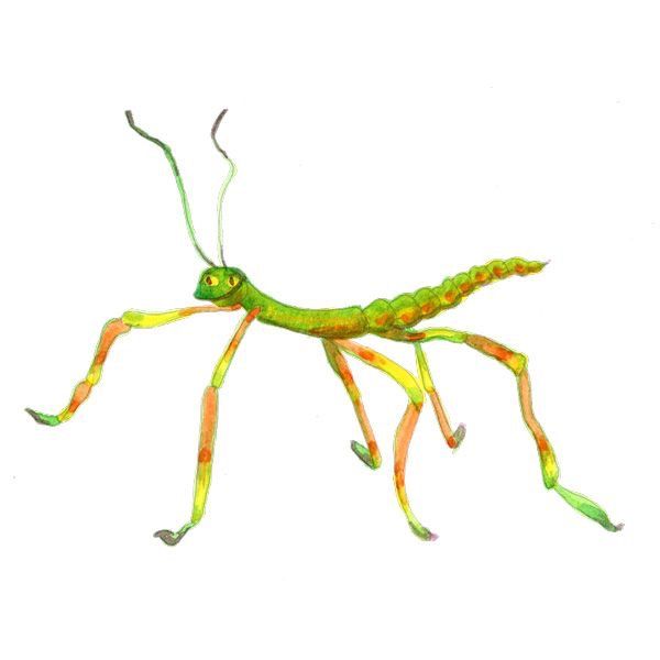 a drawing of a green insect with long legs and large antennae on it's body