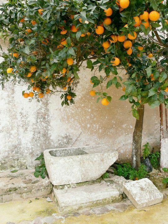 an orange tree with fruit growing on it