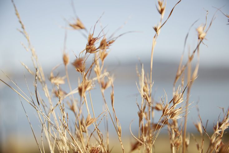 some very pretty dried grass by the water