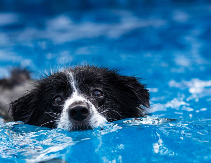 a black and white dog swimming in a pool with his head above the water's surface