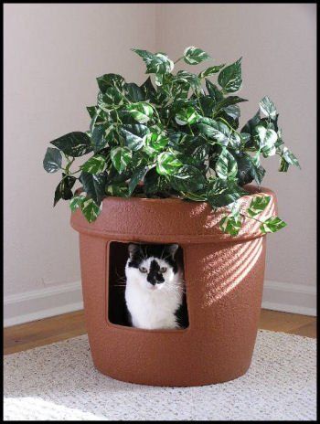 a black and white cat sitting in a potted plant