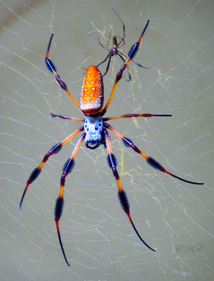 a close up of a spider on its web