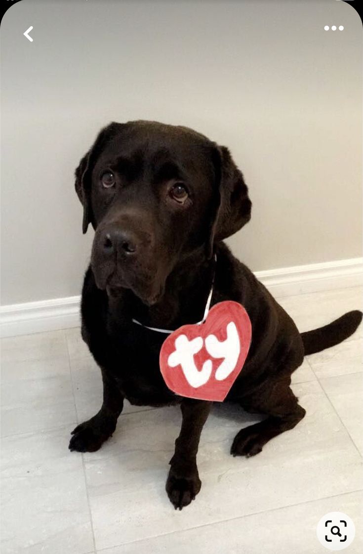 a black dog sitting on the floor with a red tag in his collar that says i love you