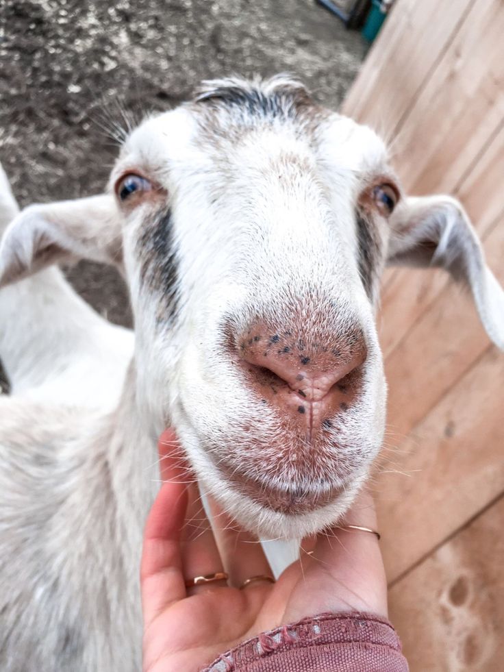 a close up of a person petting a goat's face with his hand