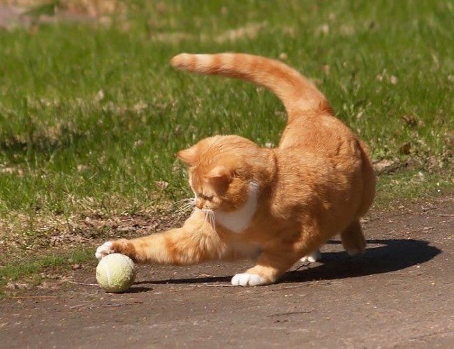 an orange and white cat playing with a ball on the ground in front of grass