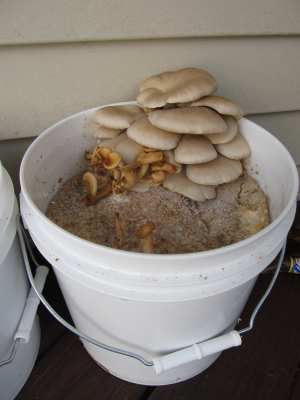 You can grow delicious organic mushrooms in coffee grounds and it doesnt take a lot of effort. You just need a few things including a lot of coffee grounds. In this tutorial I will show you several different ways to grow gourmet mushrooms.  A lot of different types can be grown and I will use Pearl Oyster mushrooms. They are easy to grow, delicious and great for beginners How To Grow Mushrooms, Grow Mushrooms, Garden Mushrooms, Oyster Mushrooms, Grow Your Own Food, Veggie Garden, Growing Food, Edible Garden, Farm Gardens