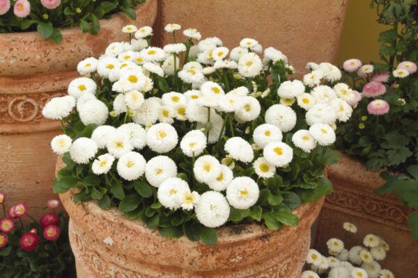 white and yellow flowers in large clay pots