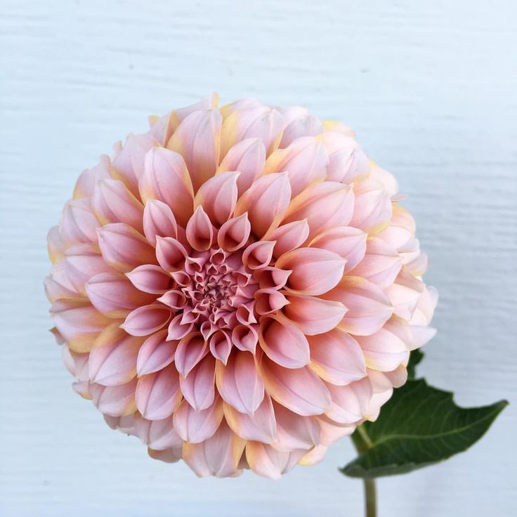 an instagram with a pink flower on it