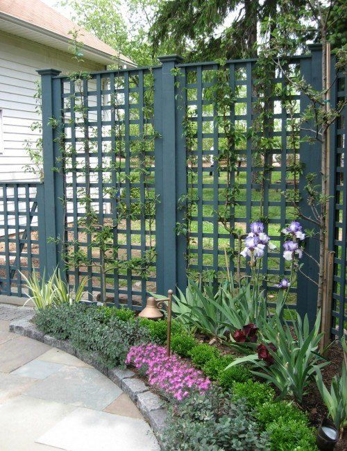 a garden with purple flowers and green trellis