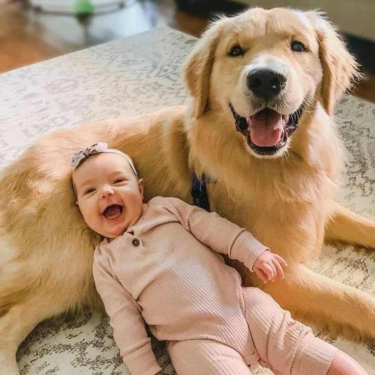 a baby laying on the floor next to a large golden retriever dog that is smiling