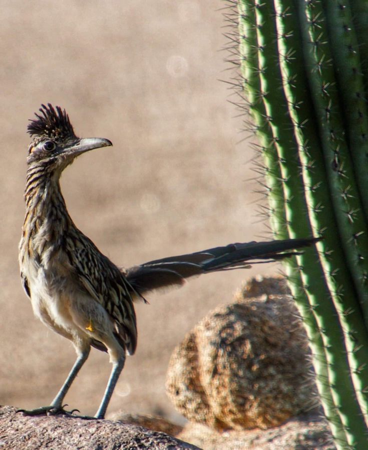 a bird standing on top of a rock next to a cactus