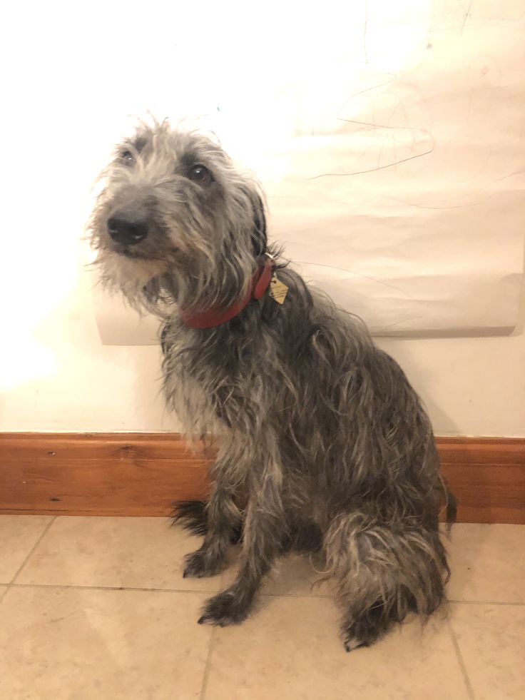 a dog sitting on the floor in front of a wall