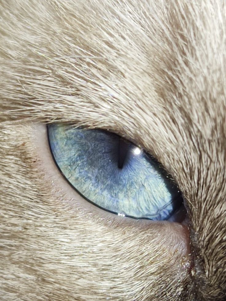 a cat's blue eye is seen in this close up photo