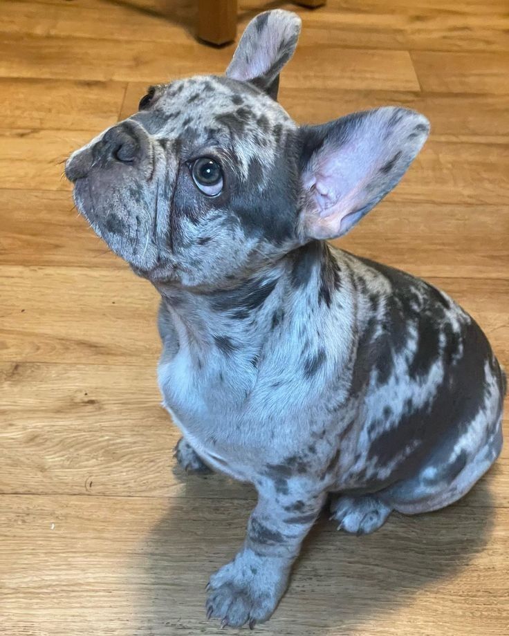 a small gray and white dog sitting on top of a wooden floor