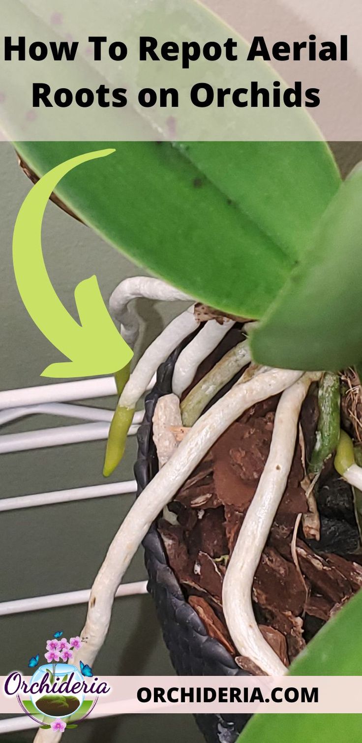 how to reppost aerial roots on orchids in a pot or planter with text overlay