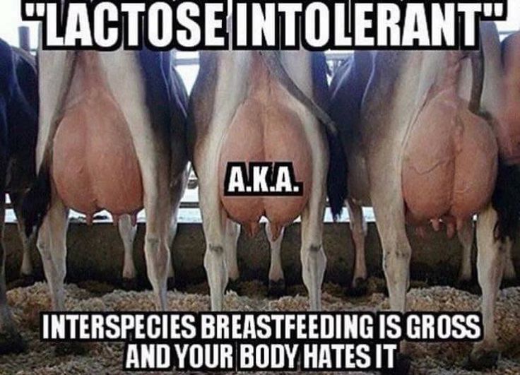 cows standing in a row with caption that reads, lactose intolerant