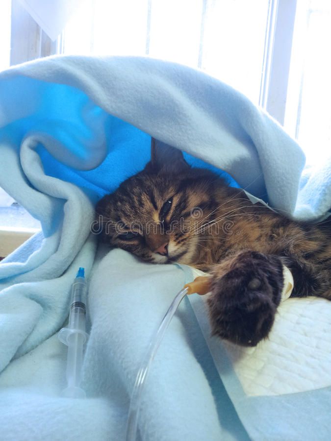 a cat laying on top of a bed under a blanket next to a bottle of water