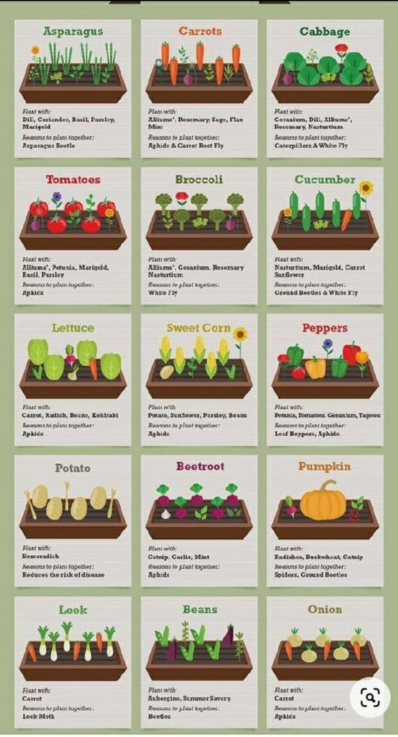 Veggie Garden Layout, Backyard Fort, Small Backyard Design Layout, Garden Companion Planting, Small Backyard Design Ideas, Planting Pumpkins, Vegetable Garden Planner, Backyard Design Ideas, Backyard Design Layout