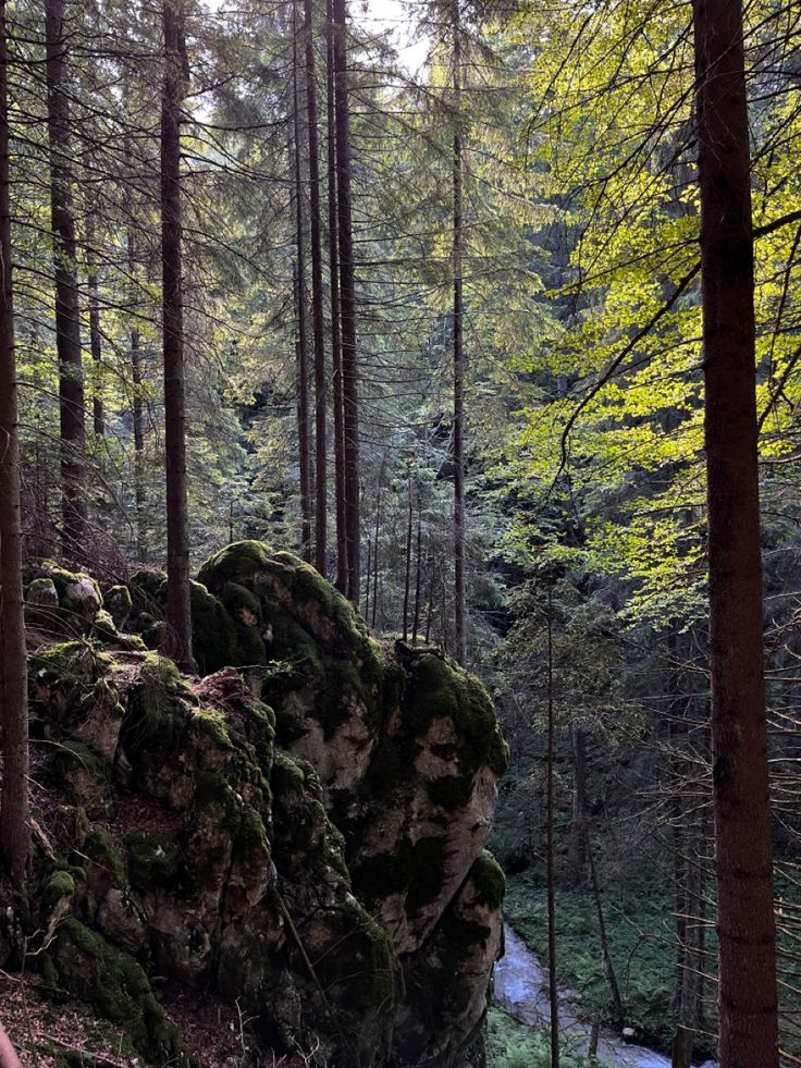 a person walking along a trail in the woods near a stream and trees with green mossy rocks