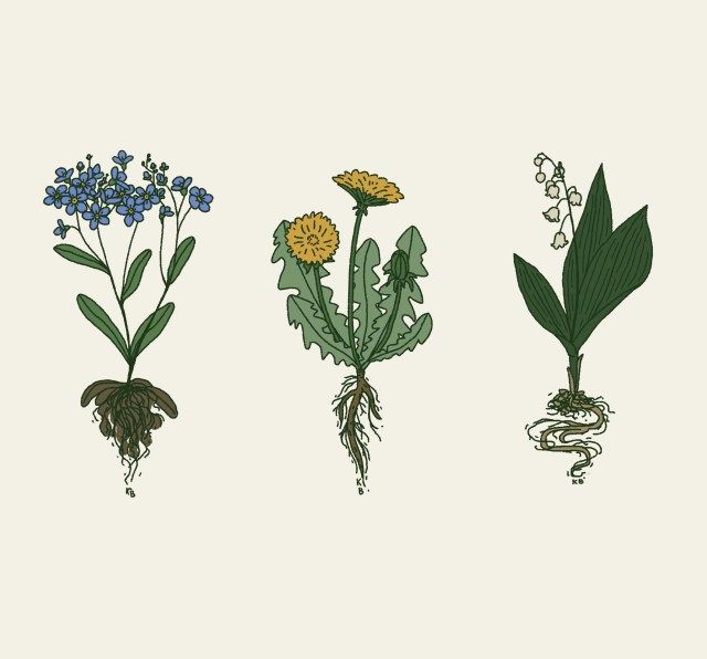 four different types of plants with roots and flowers