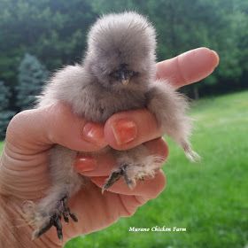 a person holding a small bird in their hand