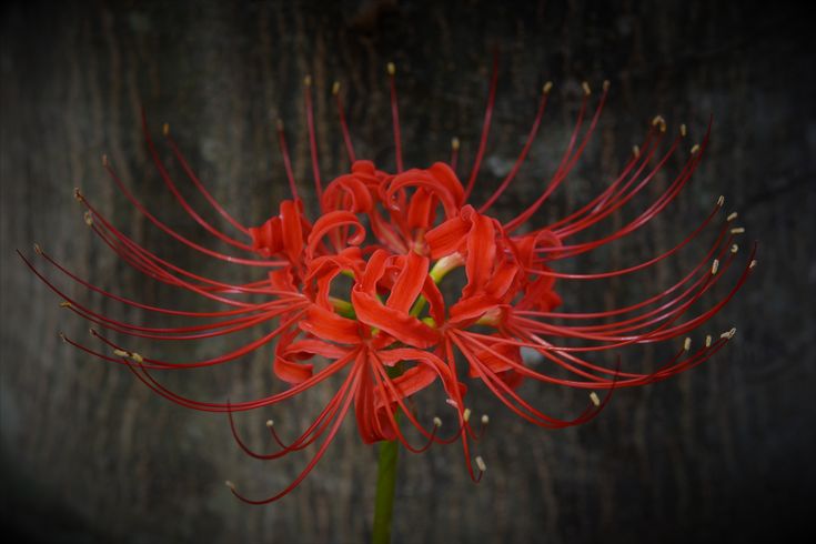 a red flower is blooming in front of a wooden wall