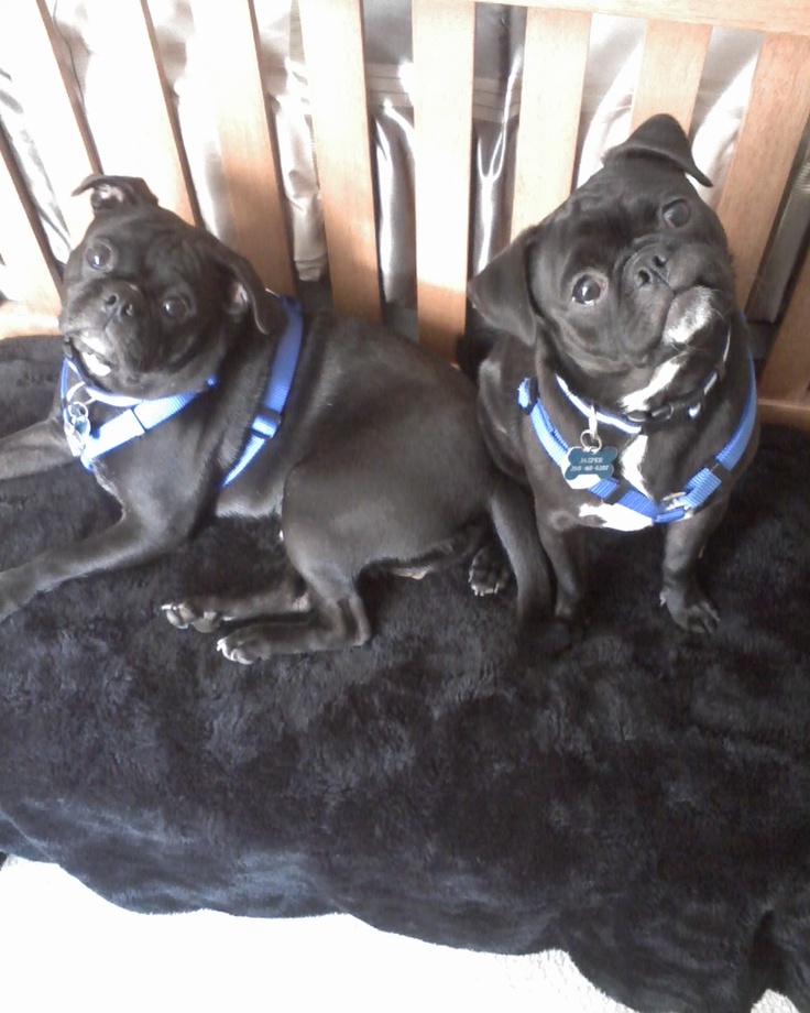 two black pug dogs sitting on top of a chair