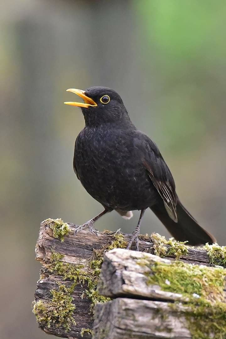 a black bird sitting on top of a tree stump with an orange beak and yellow bill