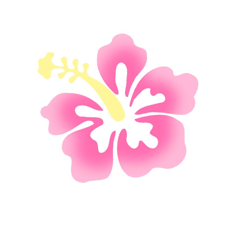 a pink and yellow flower on a white background