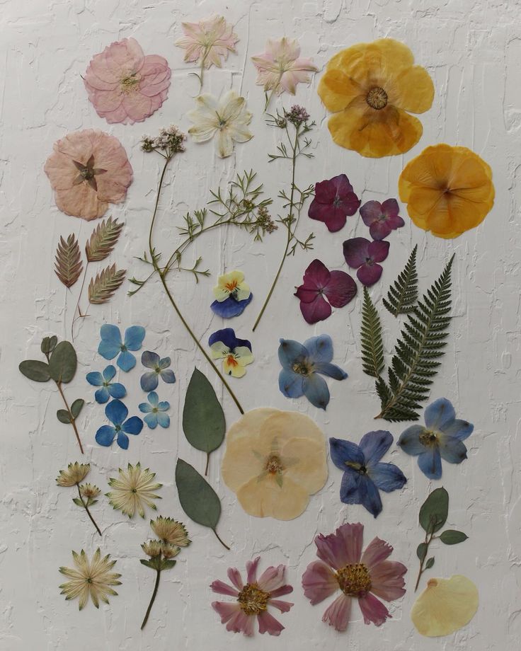 an arrangement of pressed flowers on a white background with green leaves and blue, pink, yellow and purple flowers