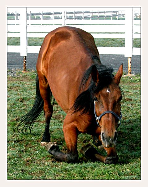 a brown horse standing on top of a lush green field next to a white fence